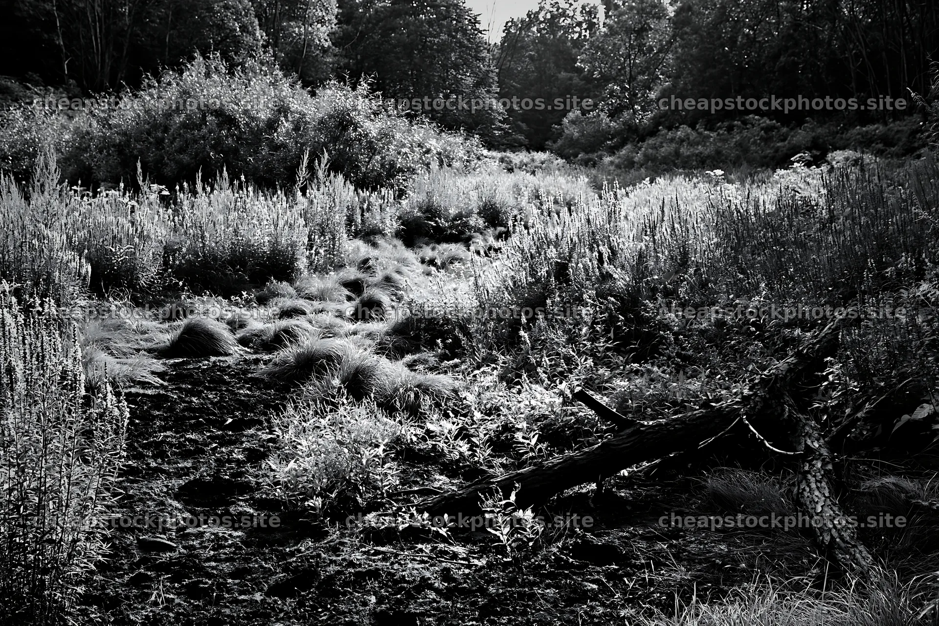 Yamagata rewilded meadow fallen branch foreground – stock photos 9722x6480