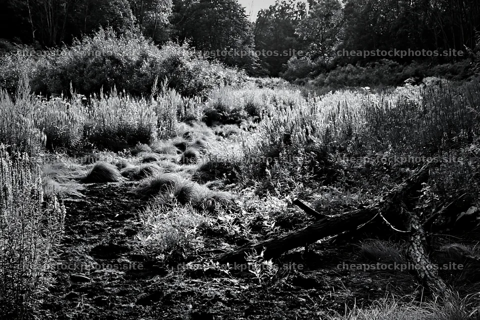 Yamagata rewilded meadow fallen branch foreground – stock photos 9722x6480
