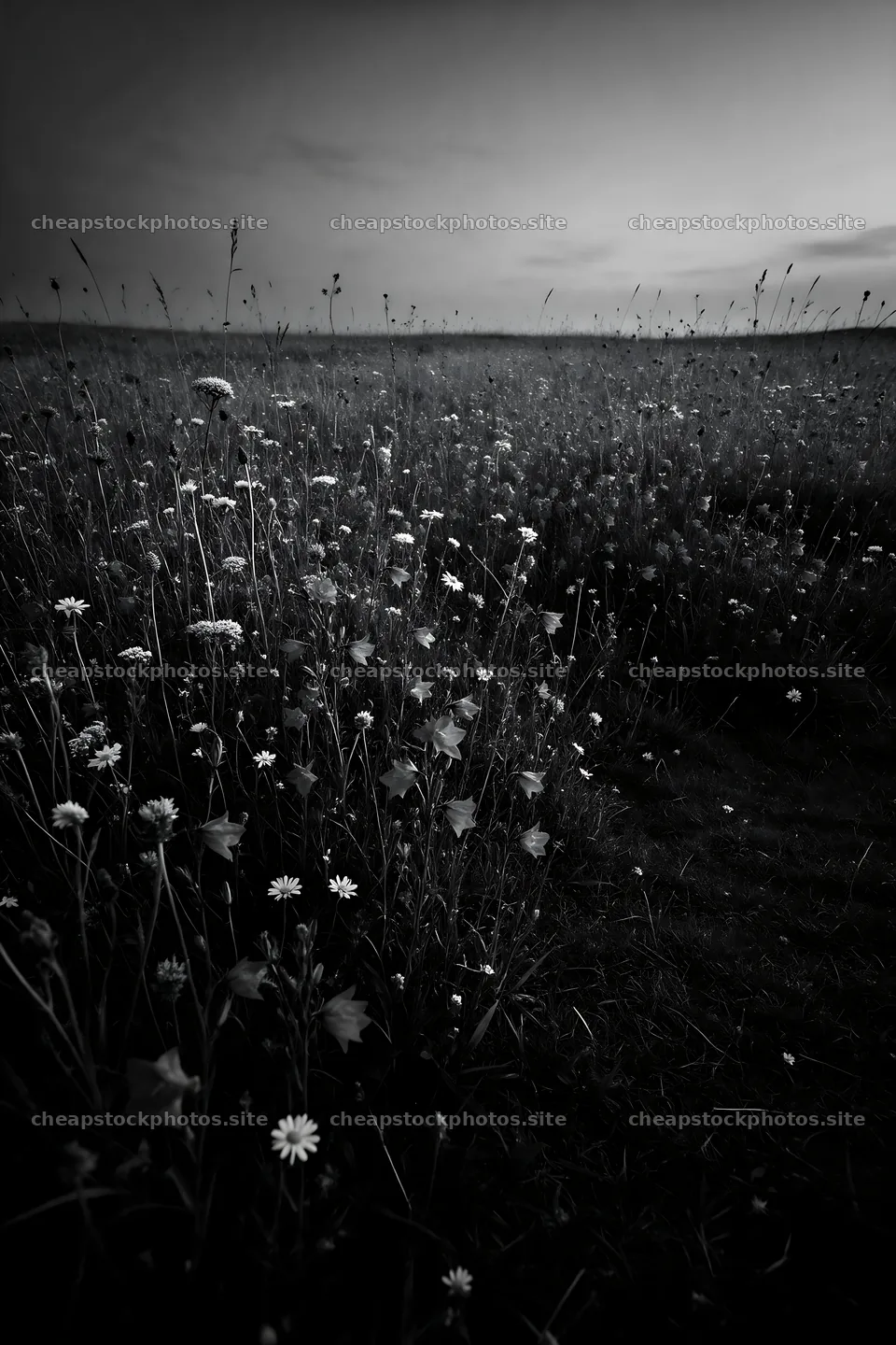 Limestone meadow in sunlight with space for text – stock photos 6480x9722