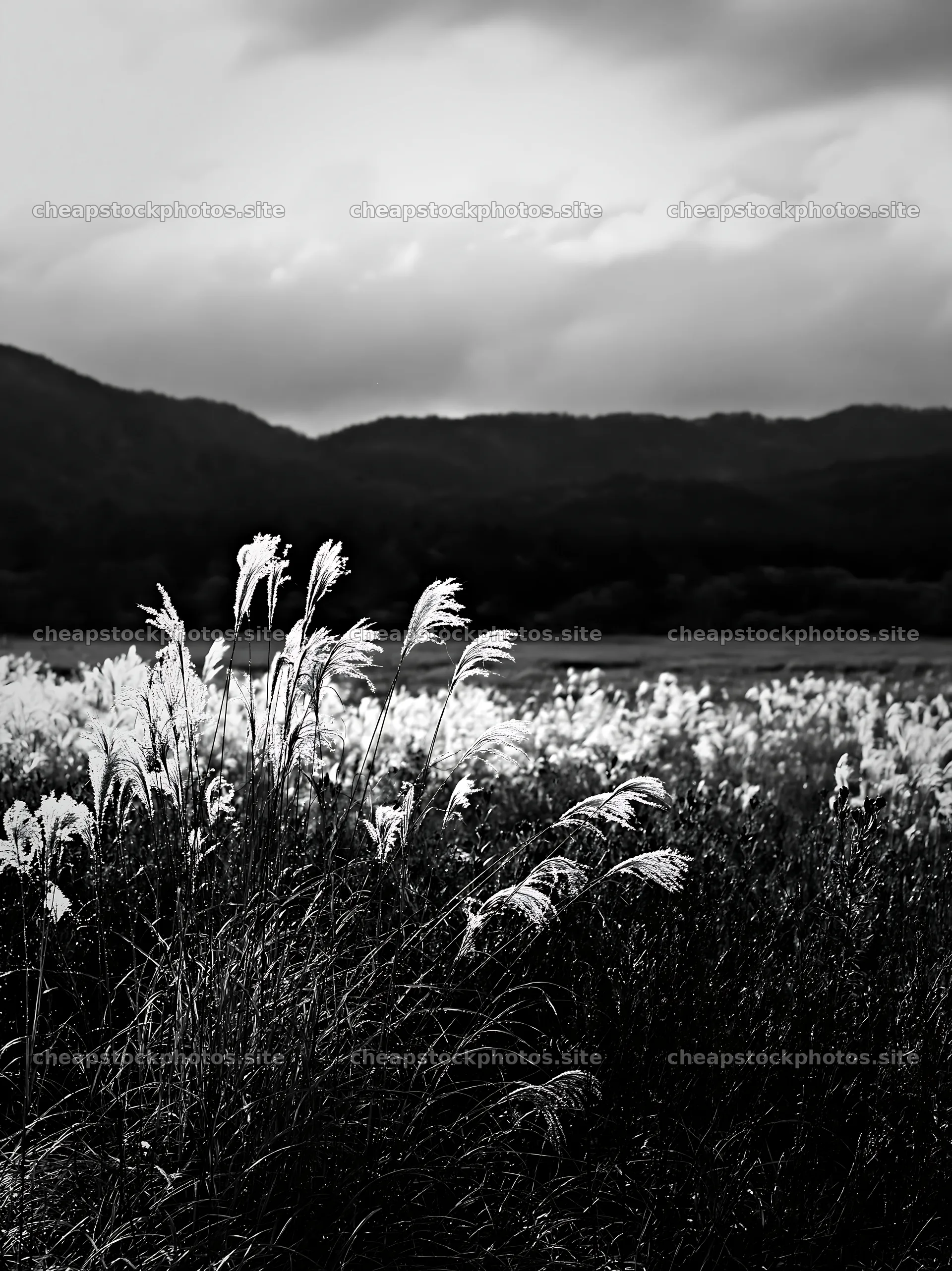 Iwate rain refreshed meadow with seedhead in the foreground – stock photos 6866x9174
