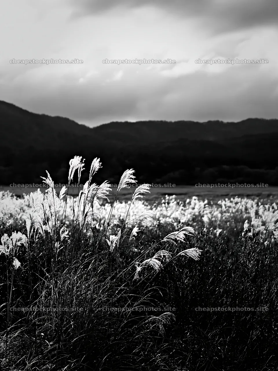 Iwate rain refreshed meadow with seedhead in the foreground – stock photos 6866x9174