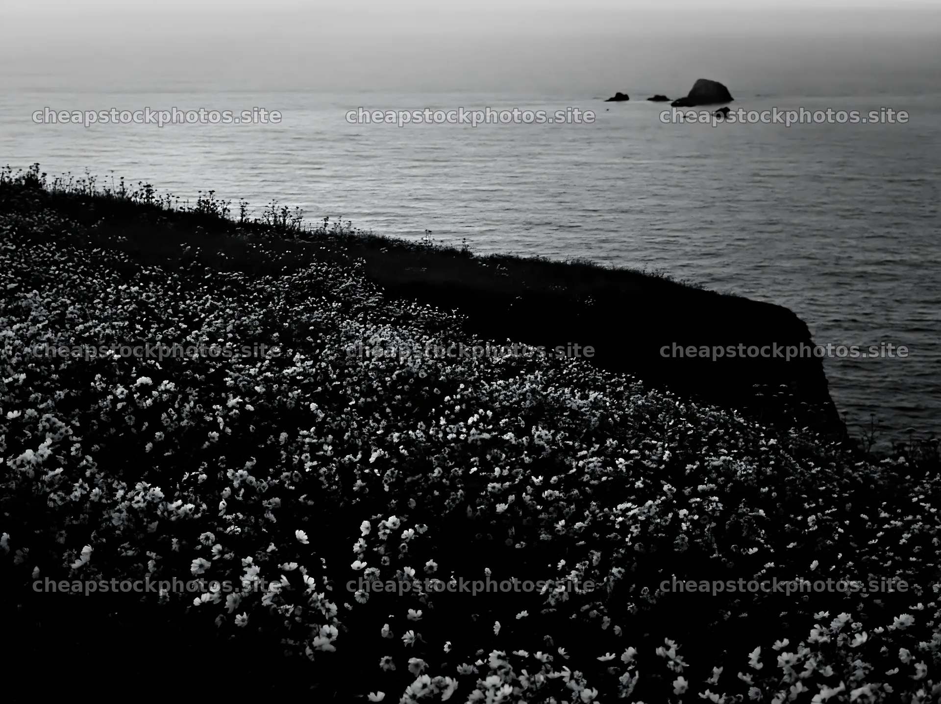 Colorful cosmos meadow by the ocean at dusk – stock photos 9174x6866