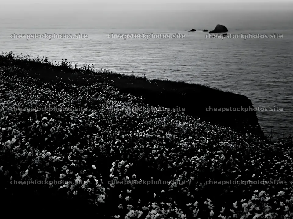 Colorful cosmos meadow by the ocean at dusk – stock photos 9174x6866