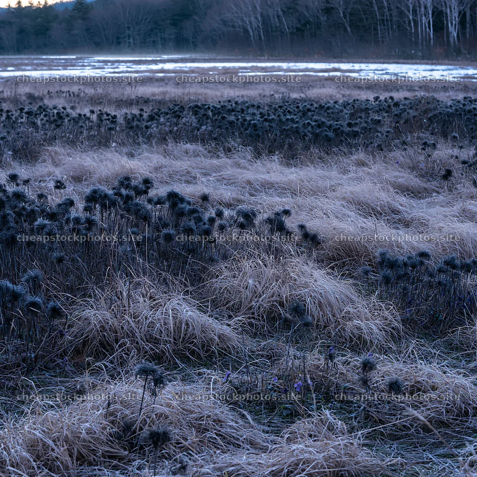 Akita snowmelt meadow with silver grasses during early spring – stock photos 7938x7938