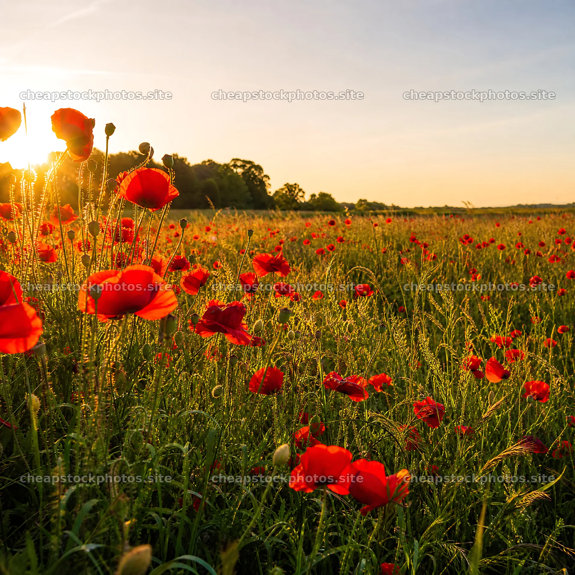 Rewilded meadow at sunset with blooming flowers – stock photos 7938x7938