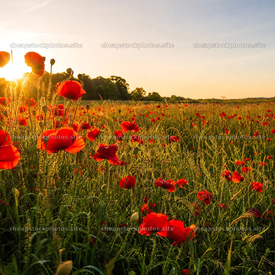 Rewilded meadow at sunset with blooming flowers – stock photos 7938x7938