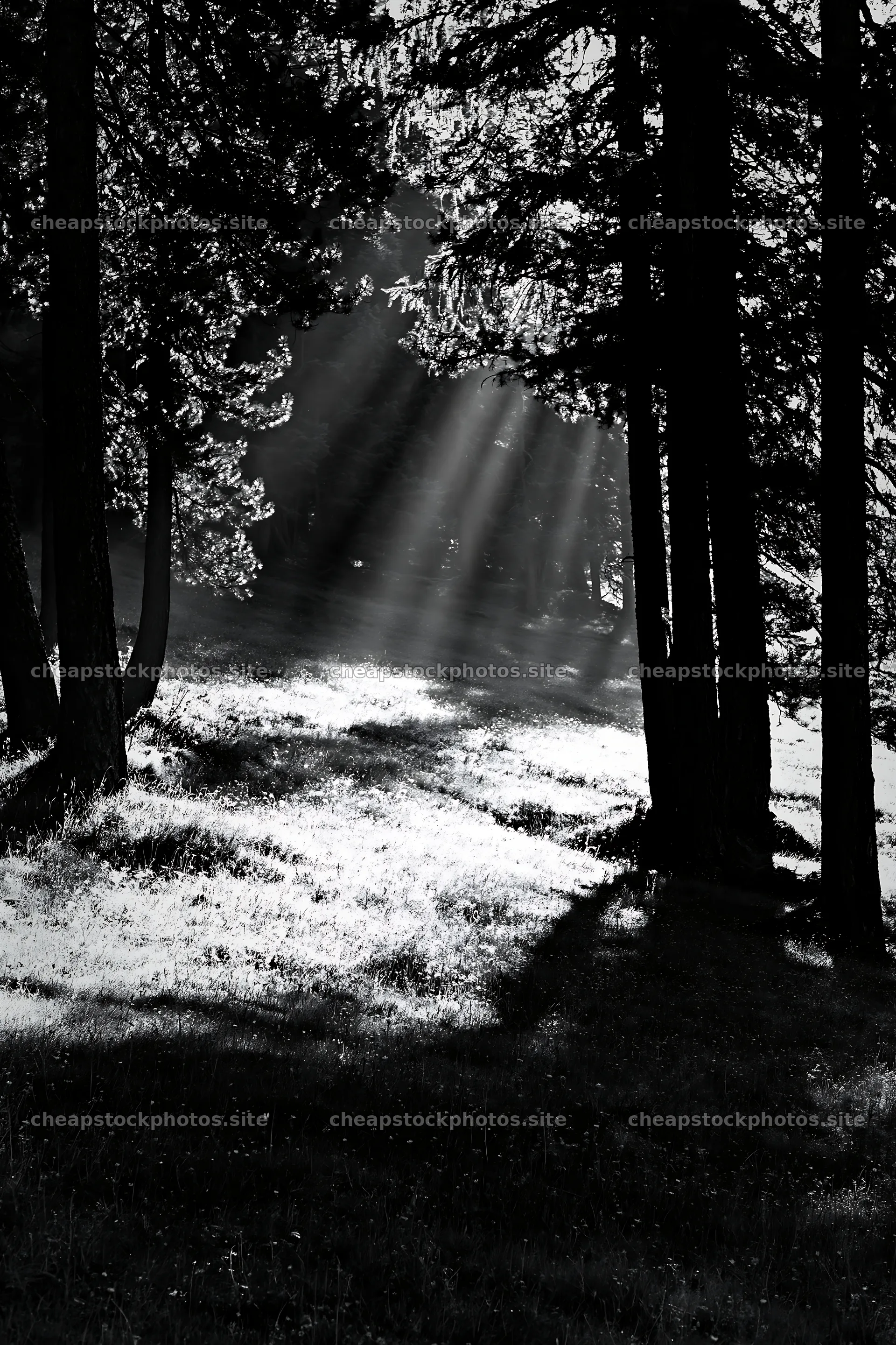 Sunbeams through trees in Alpe di Siusi meadow – stock photos 6480x9722