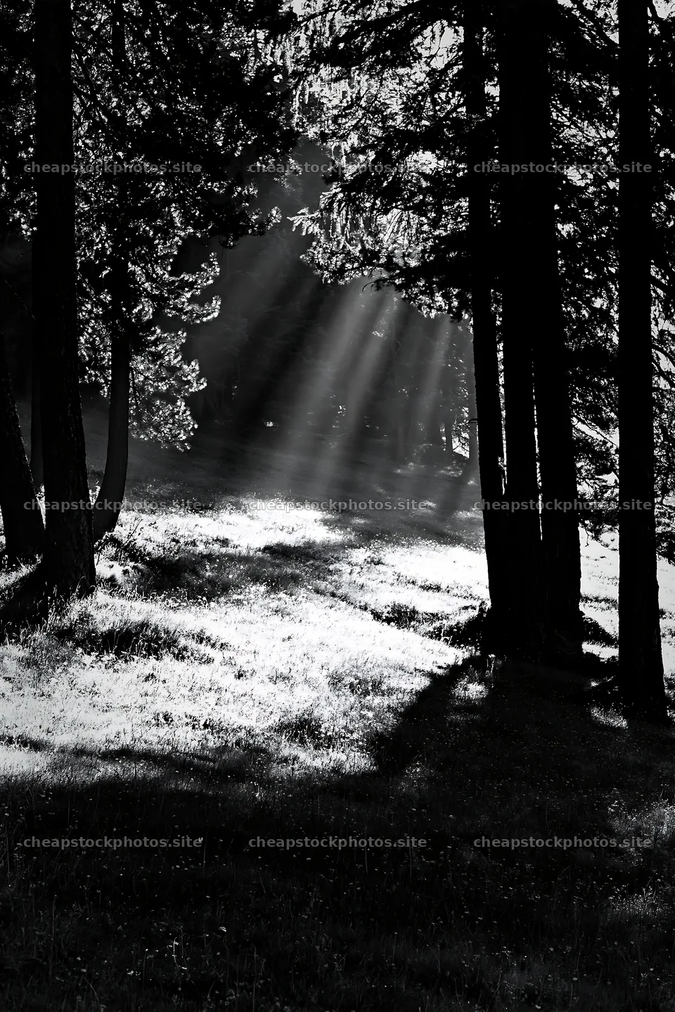 Sunbeams through trees in Alpe di Siusi meadow – stock photos 6480x9722