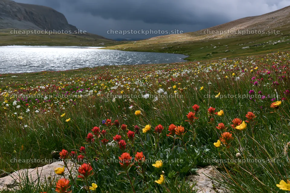 Frozen tarn meadow with wildflowers and dark clouds – stock photos 9722x6480