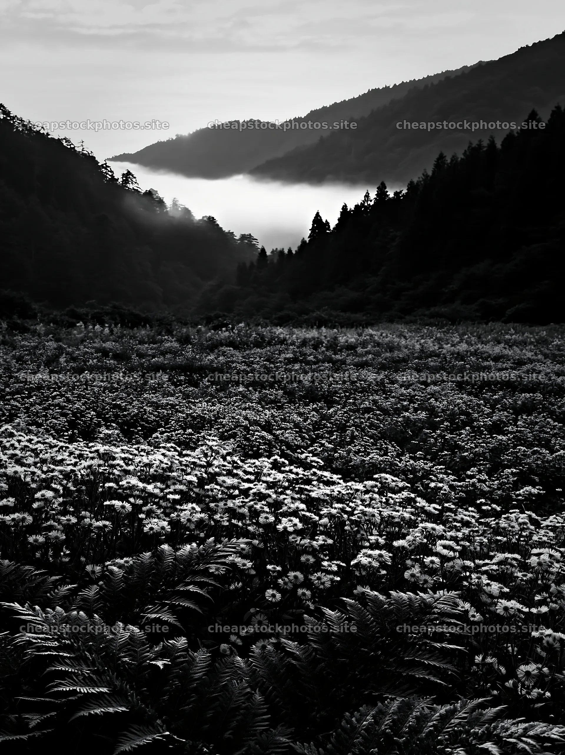 Tokushima mountain meadow fern frond foreground with mist – stock photos 6866x9174