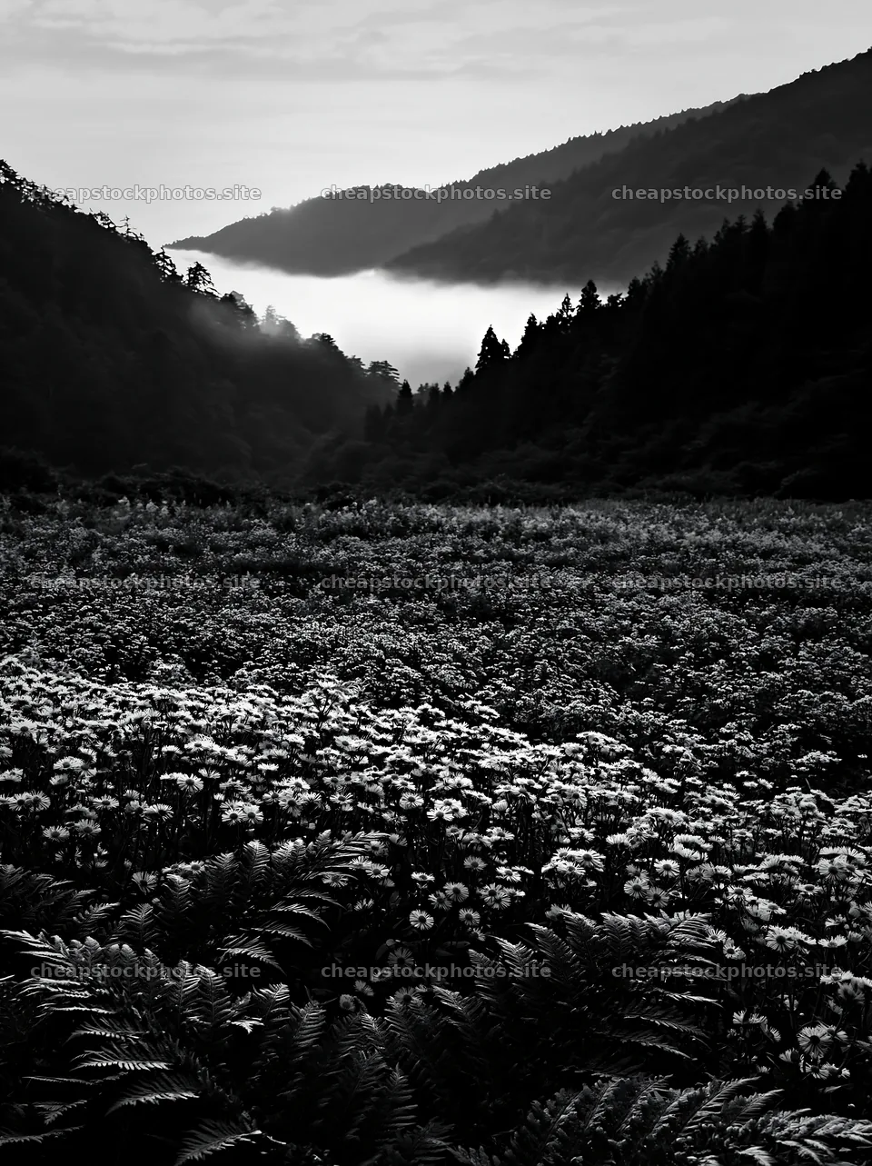Tokushima mountain meadow fern frond foreground with mist – stock photos 6866x9174