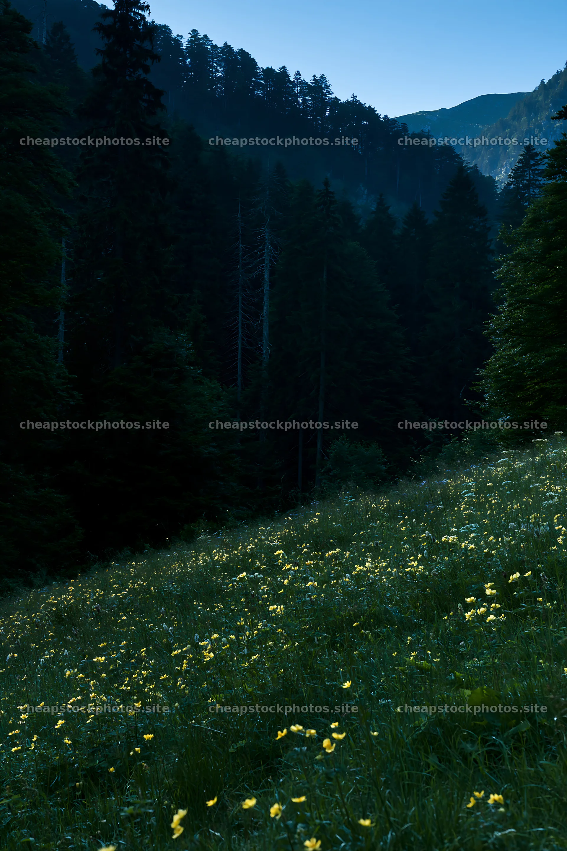 Moonlit meadow with wildflowers and dark forest backdrop – stock photos 6480x9722