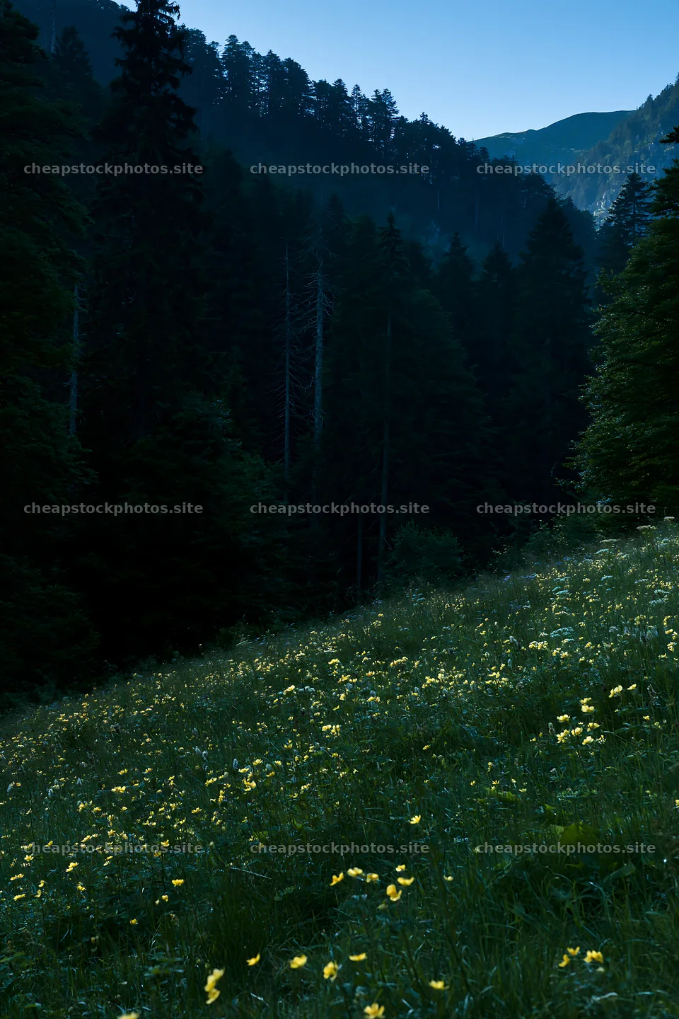 Moonlit meadow with wildflowers and dark forest backdrop – stock photos 6480x9722