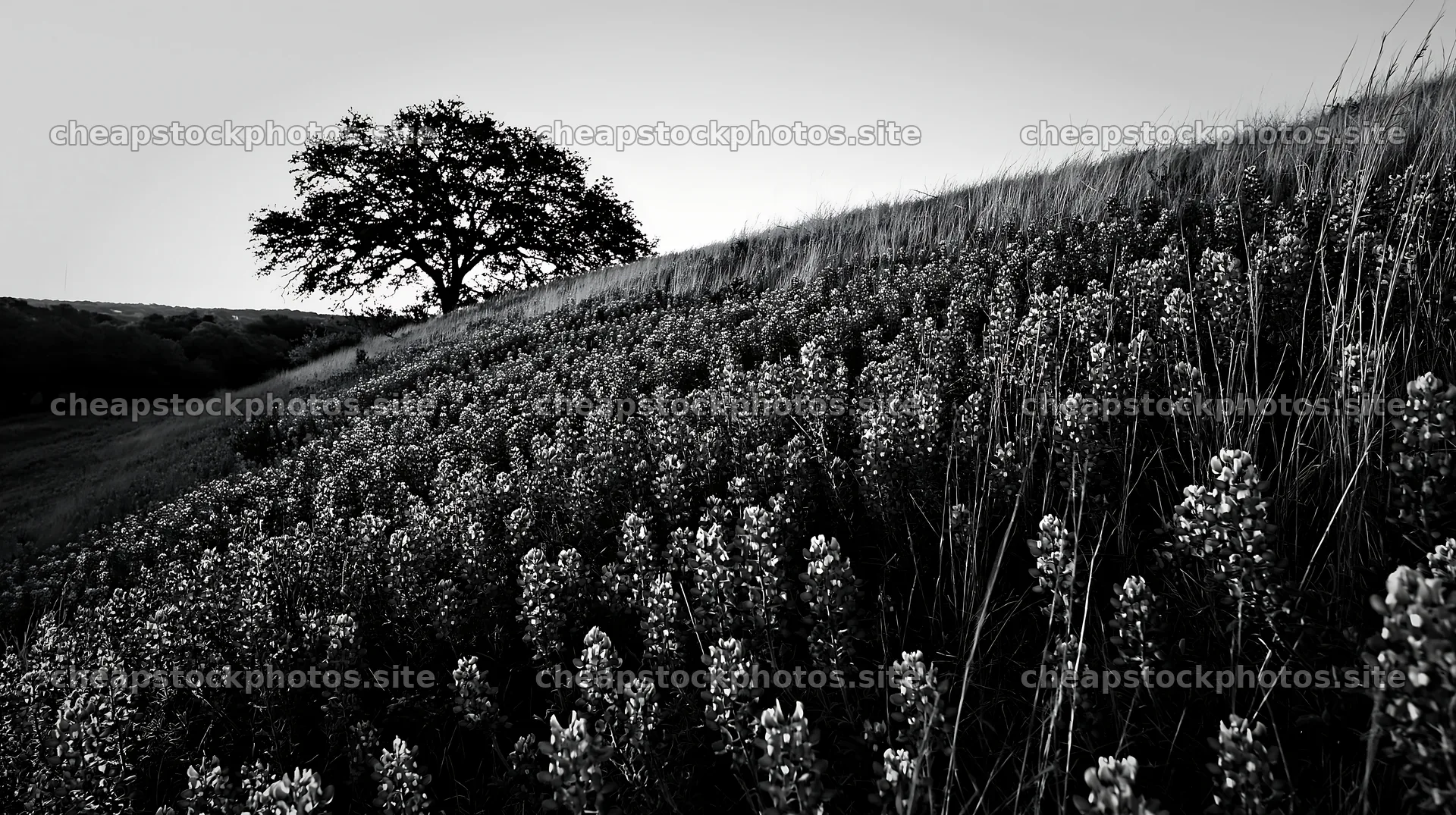 Bluebonnet meadow at sunrise with tree on hillside – stock photos 10608x5938