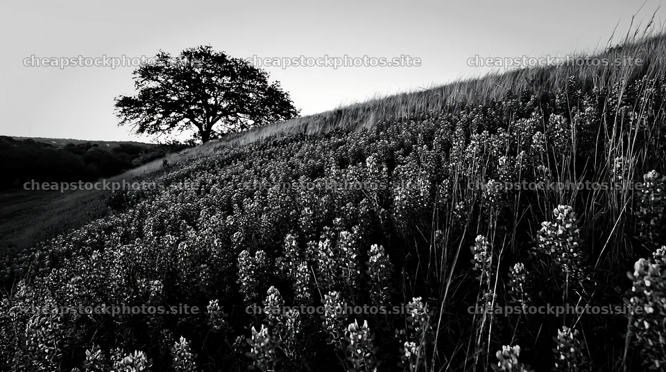 Bluebonnet meadow at sunrise with tree on hillside – stock photos 10608x5938