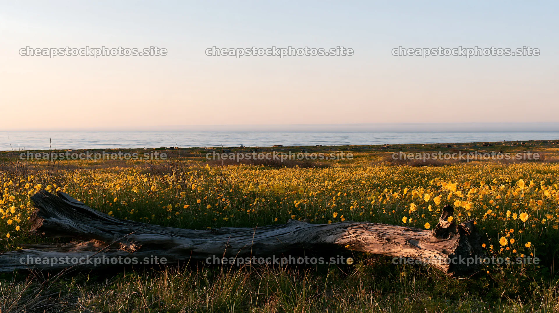 Chiba coastal meadow with driftwood and yellow flowers – stock photos 10608x5938