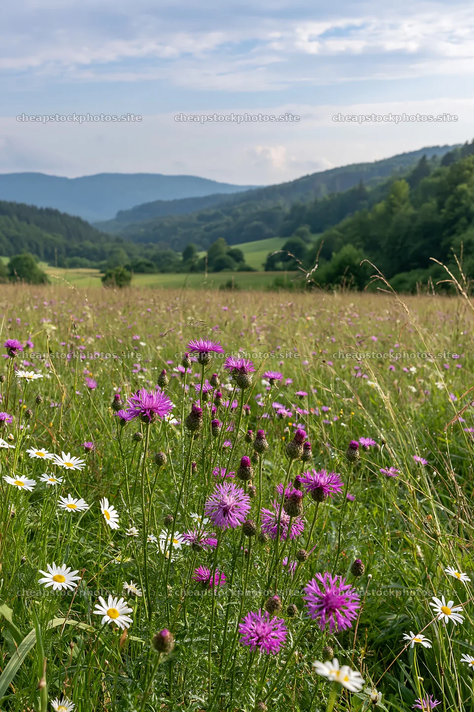 Vibrant meadow with wildflowers in the German foothills – stock photos 6480x9722
