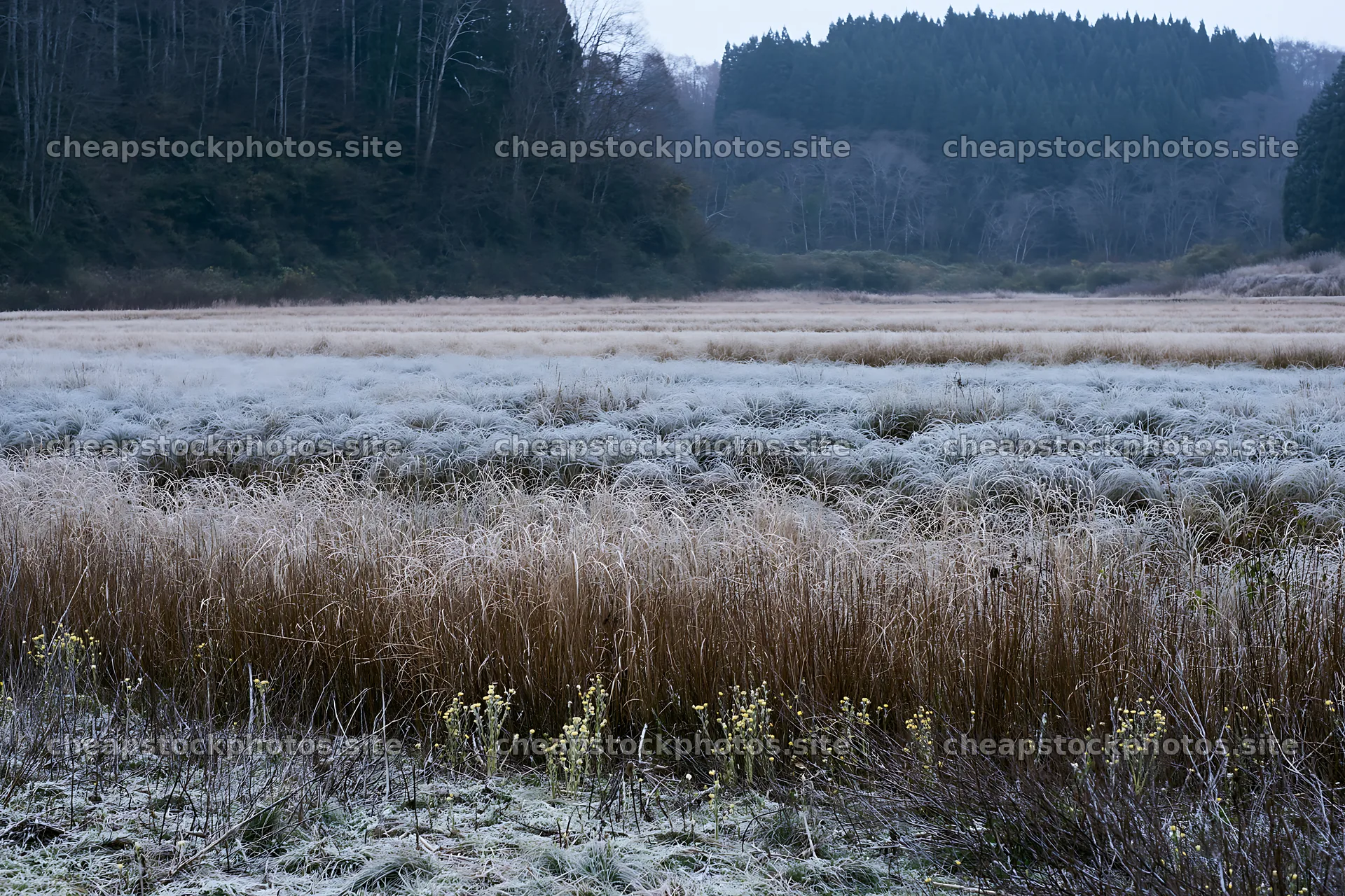 Akita snowmelt meadow with silver grasses in winter – stock photos 9722x6480