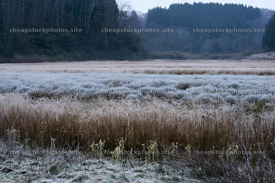 Akita snowmelt meadow with silver grasses in winter – stock photos 9722x6480