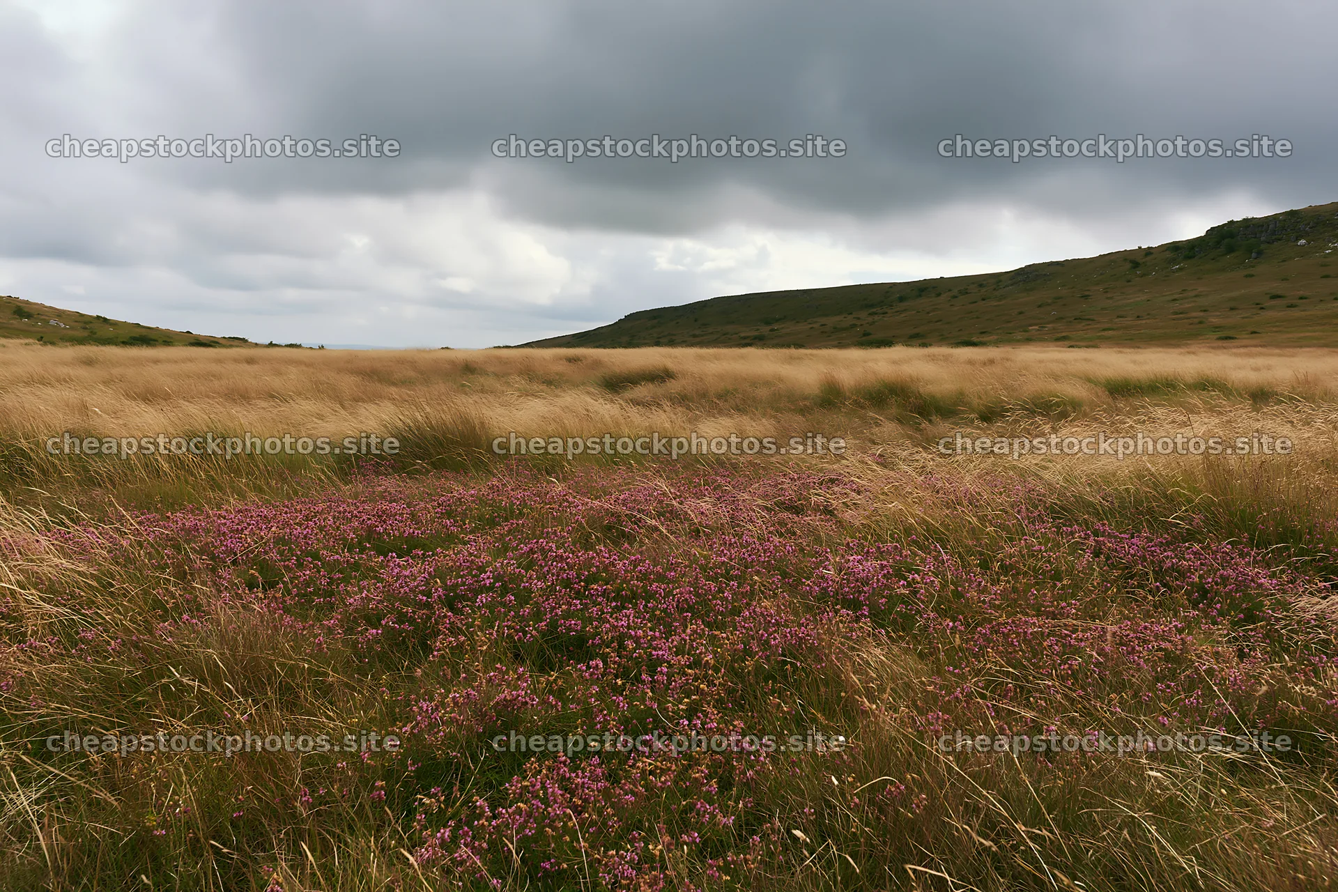Cloudy meadow with wild thyme and purple flowers – stock photos 9722x6480