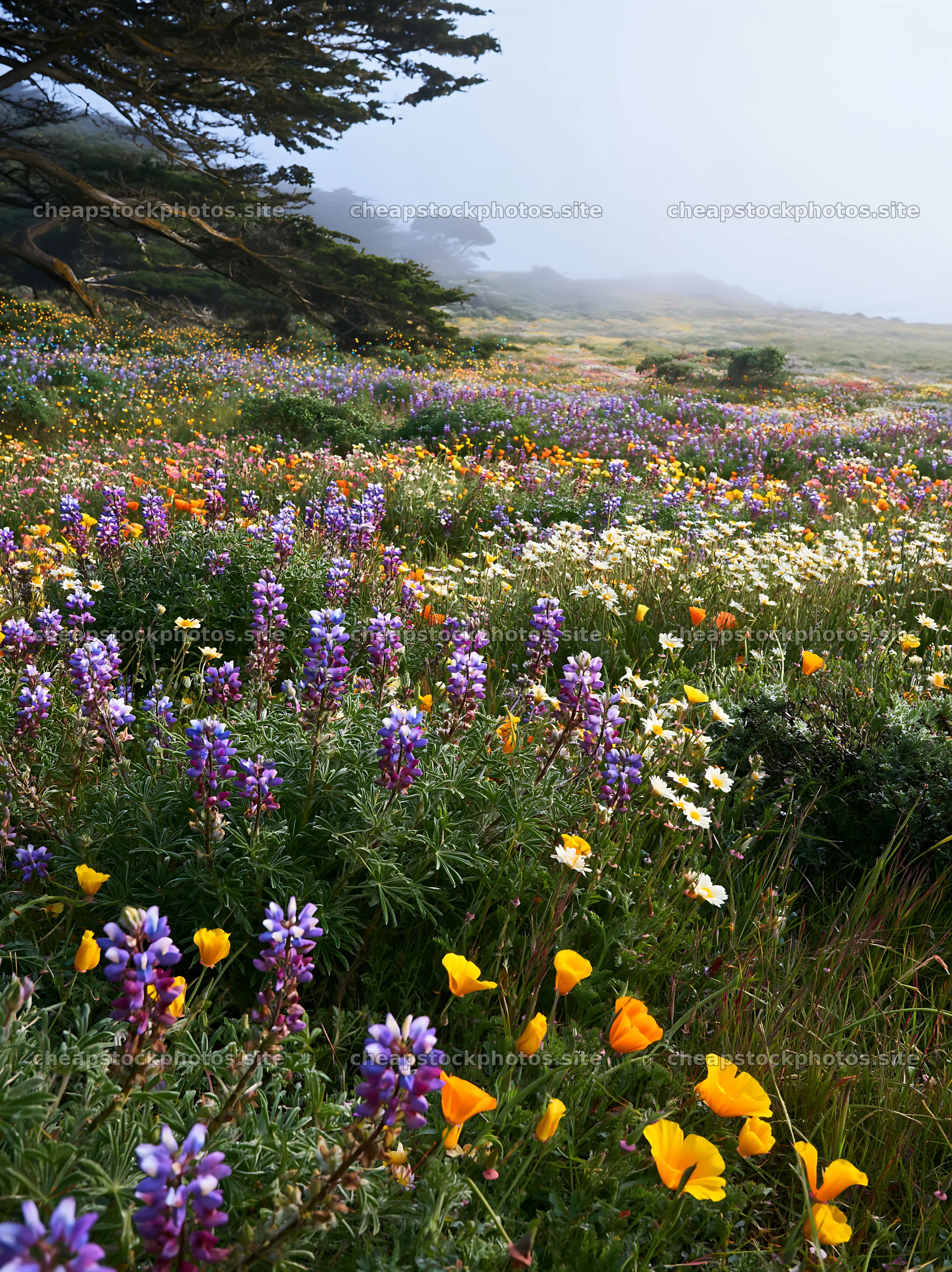 Wide Christmas meadow with native flowers and fairy lights – stock photos 6866x9174