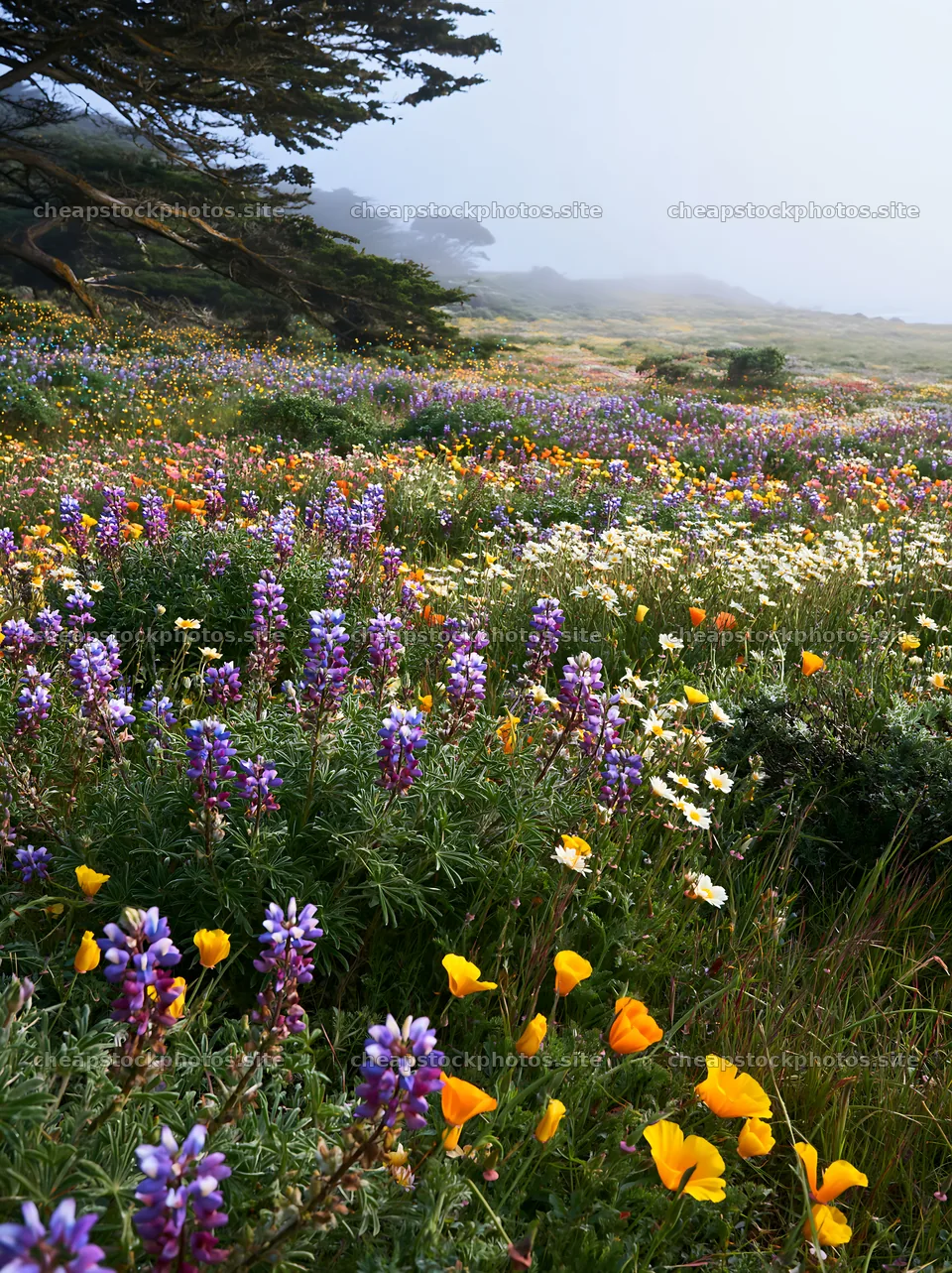 Wide Christmas meadow with native flowers and fairy lights – stock photos 6866x9174