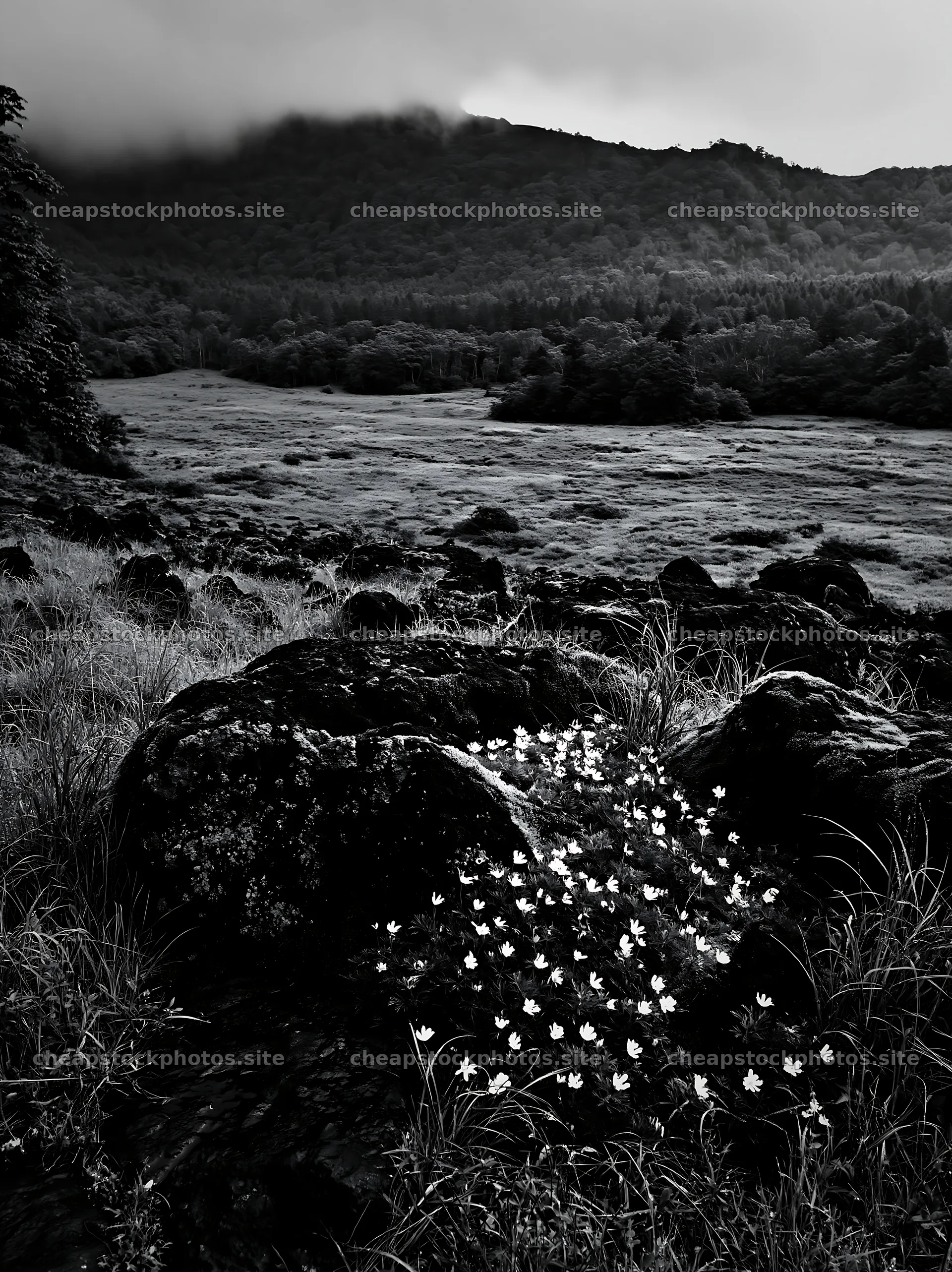 Miyagi spring recovery meadow mossy stone with flowers and rocks – stock photos 6866x9174