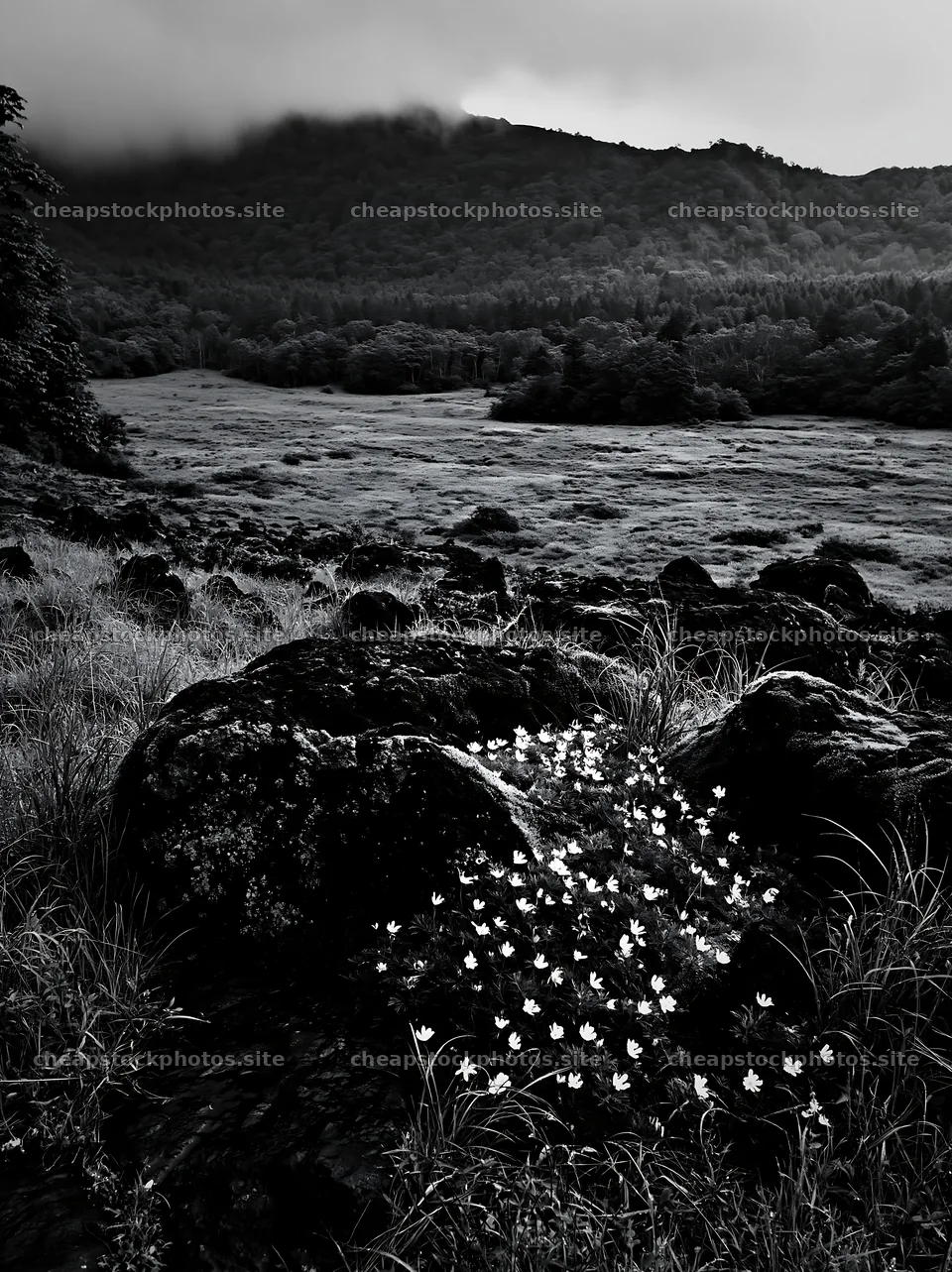 Miyagi spring recovery meadow mossy stone with flowers and rocks – stock photos 6866x9174
