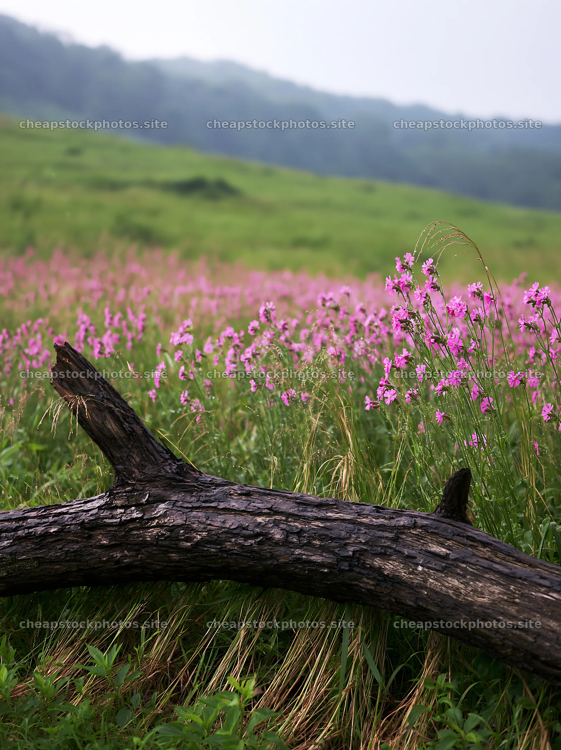 Yamagata rewilded meadow with fallen branch in foreground – stock photos 6866x9174