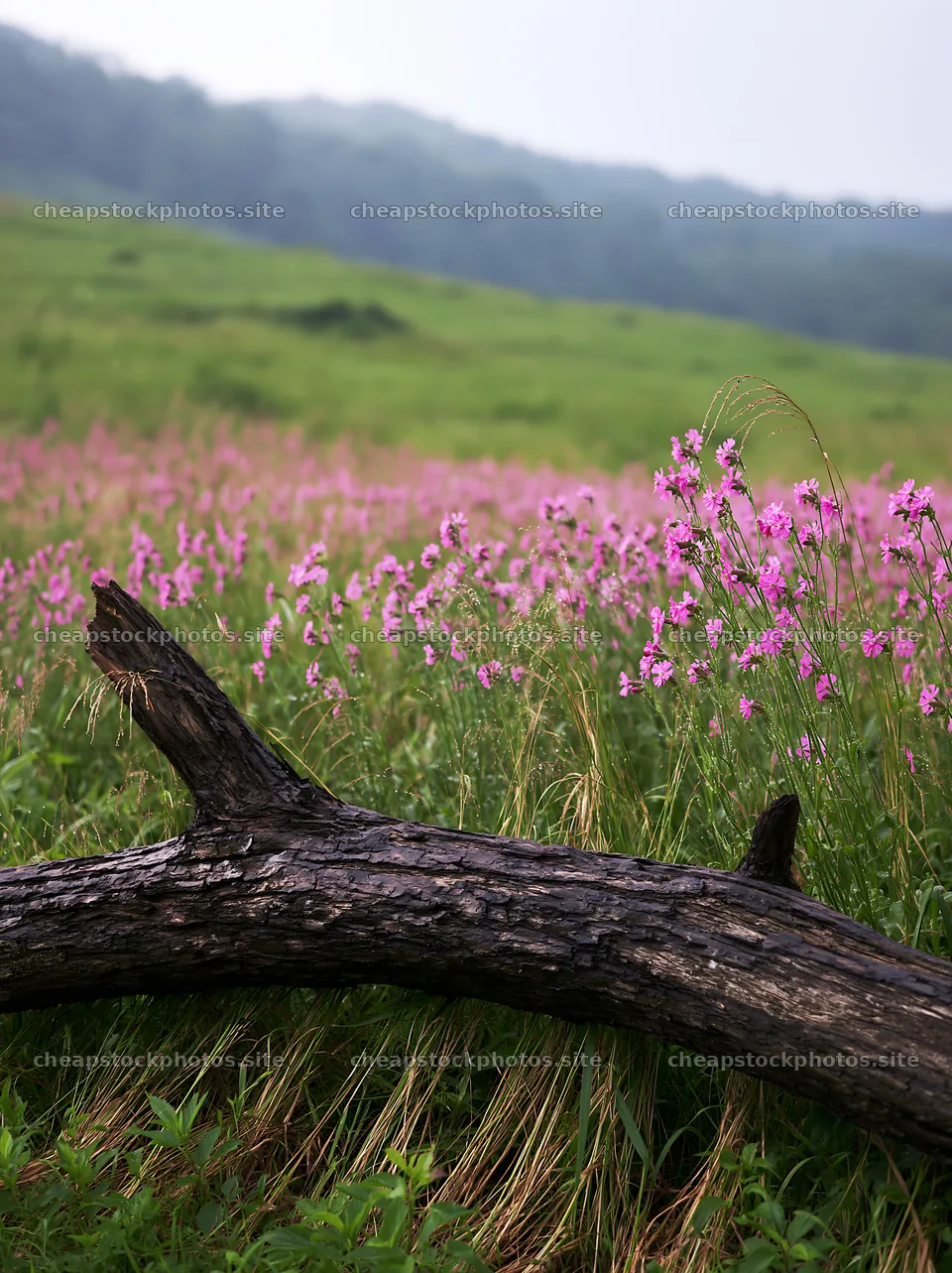 Yamagata rewilded meadow with fallen branch in foreground – stock photos 6866x9174