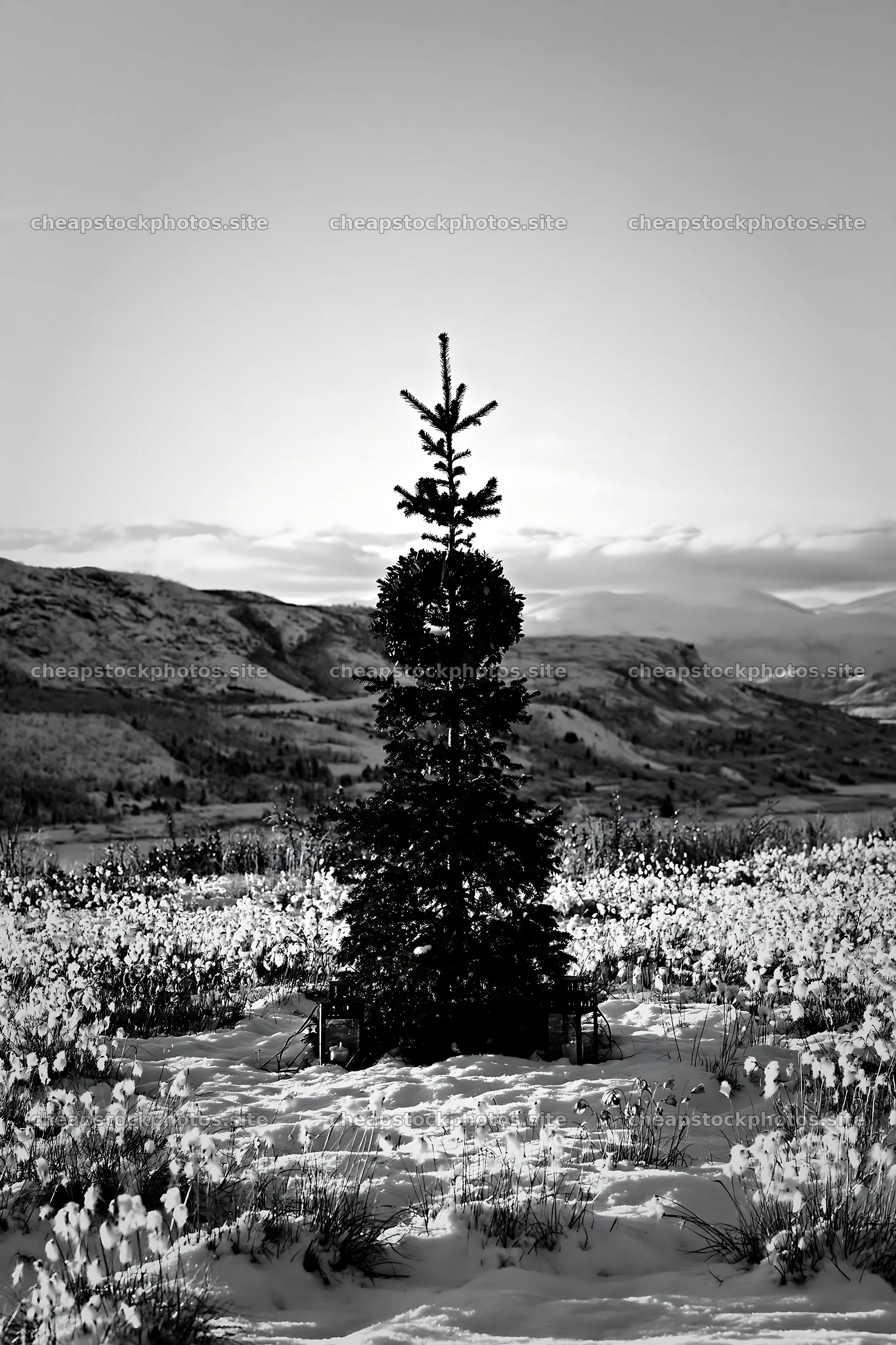 Christmas tree in mountain meadow after snowfall – stock photos 6480x9722
