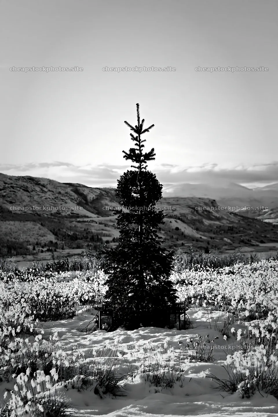 Christmas tree in mountain meadow after snowfall – stock photos 6480x9722