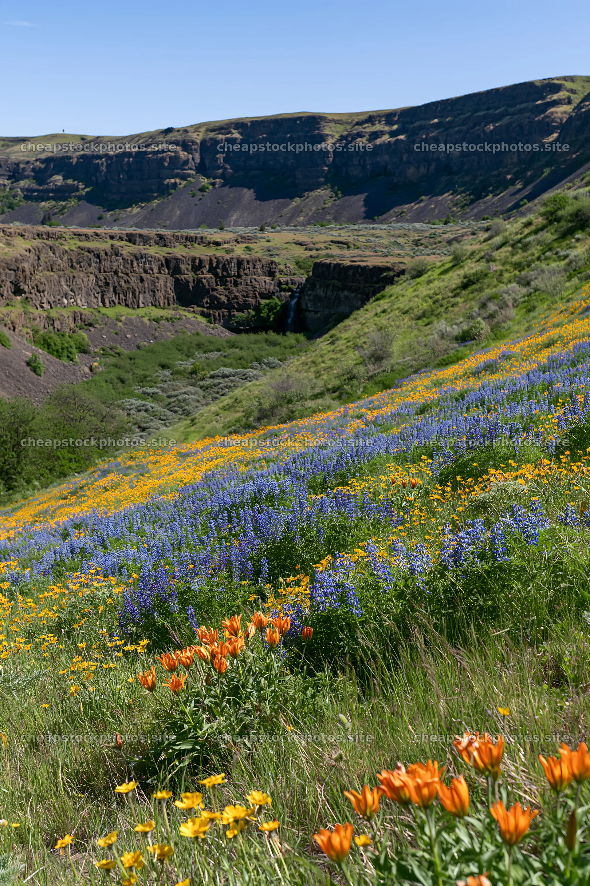 Flower meadow with cascades in the background – stock photos 6480x9722