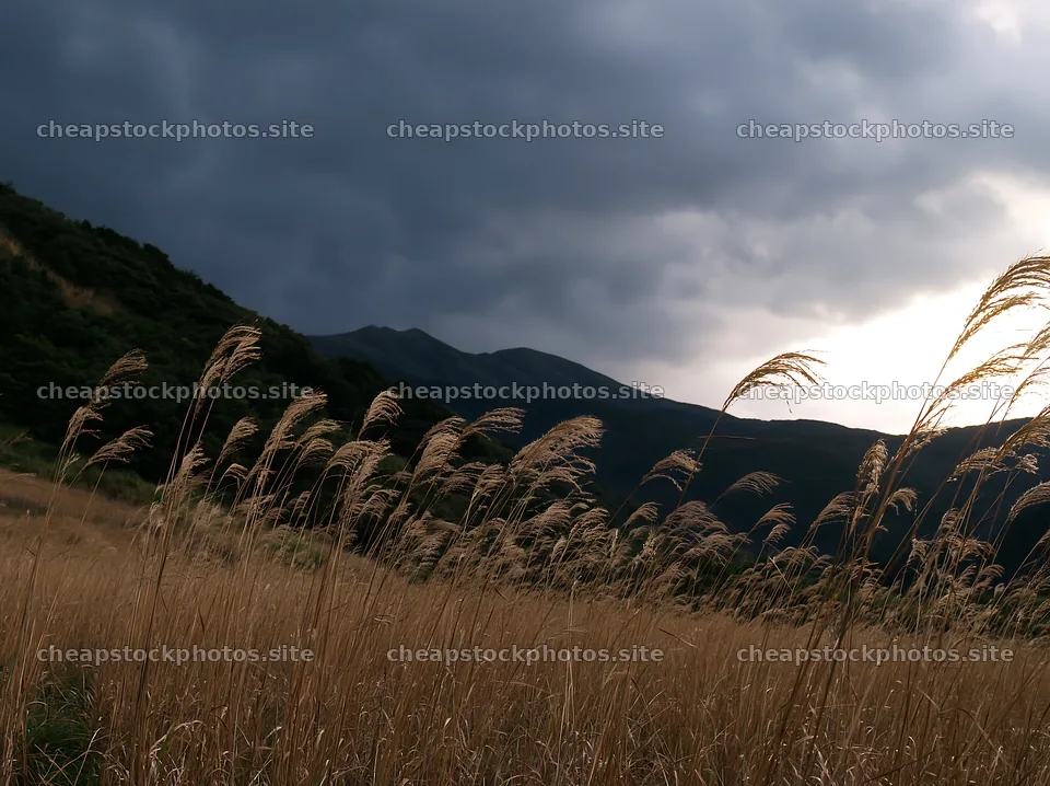 Ehime twilight meadow with dry seedheads under gray skies – stock photos 9174x6866