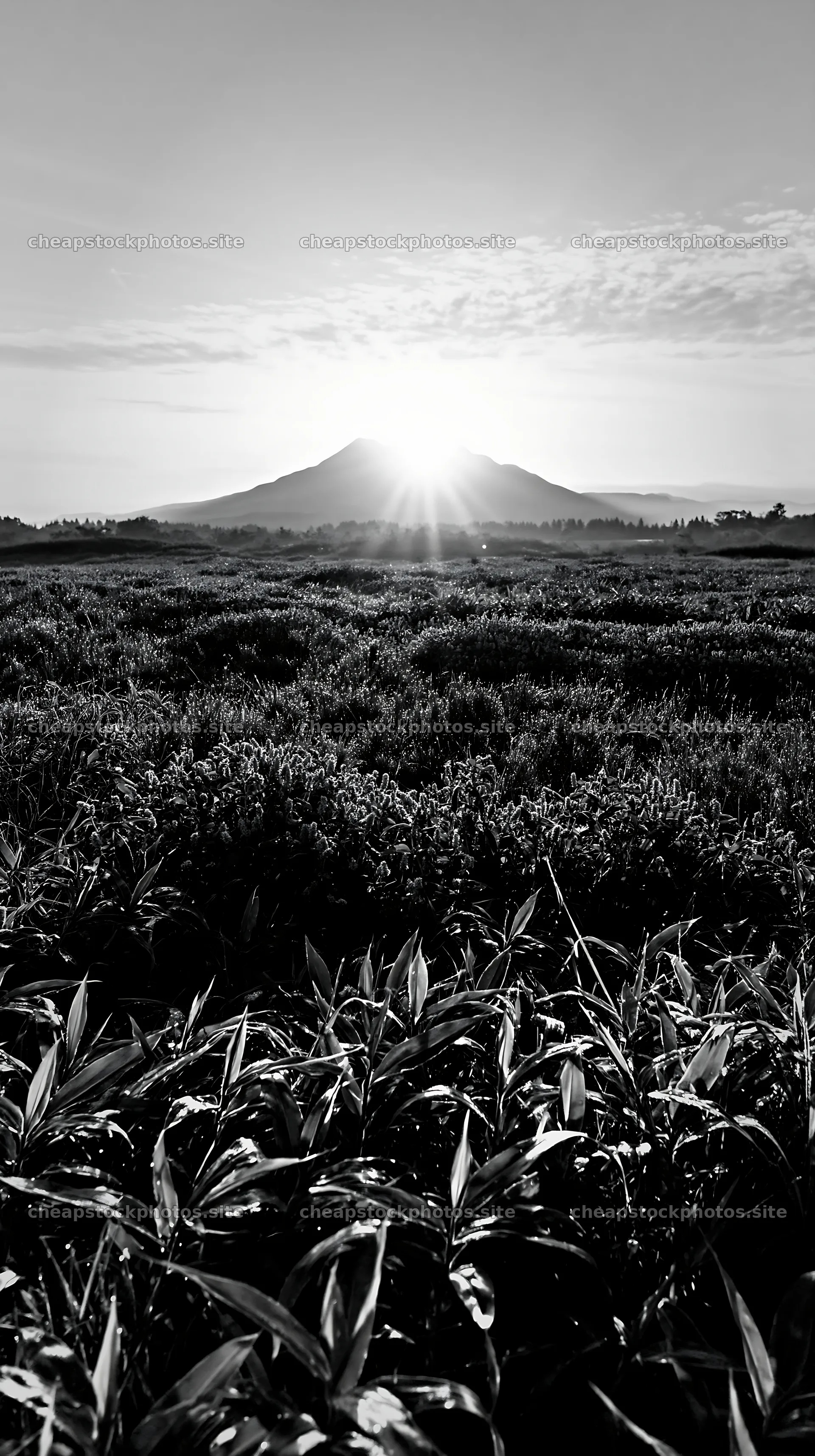 Expansive Hokkaido restoration meadow with dewdrops – stock photos 5938x10608