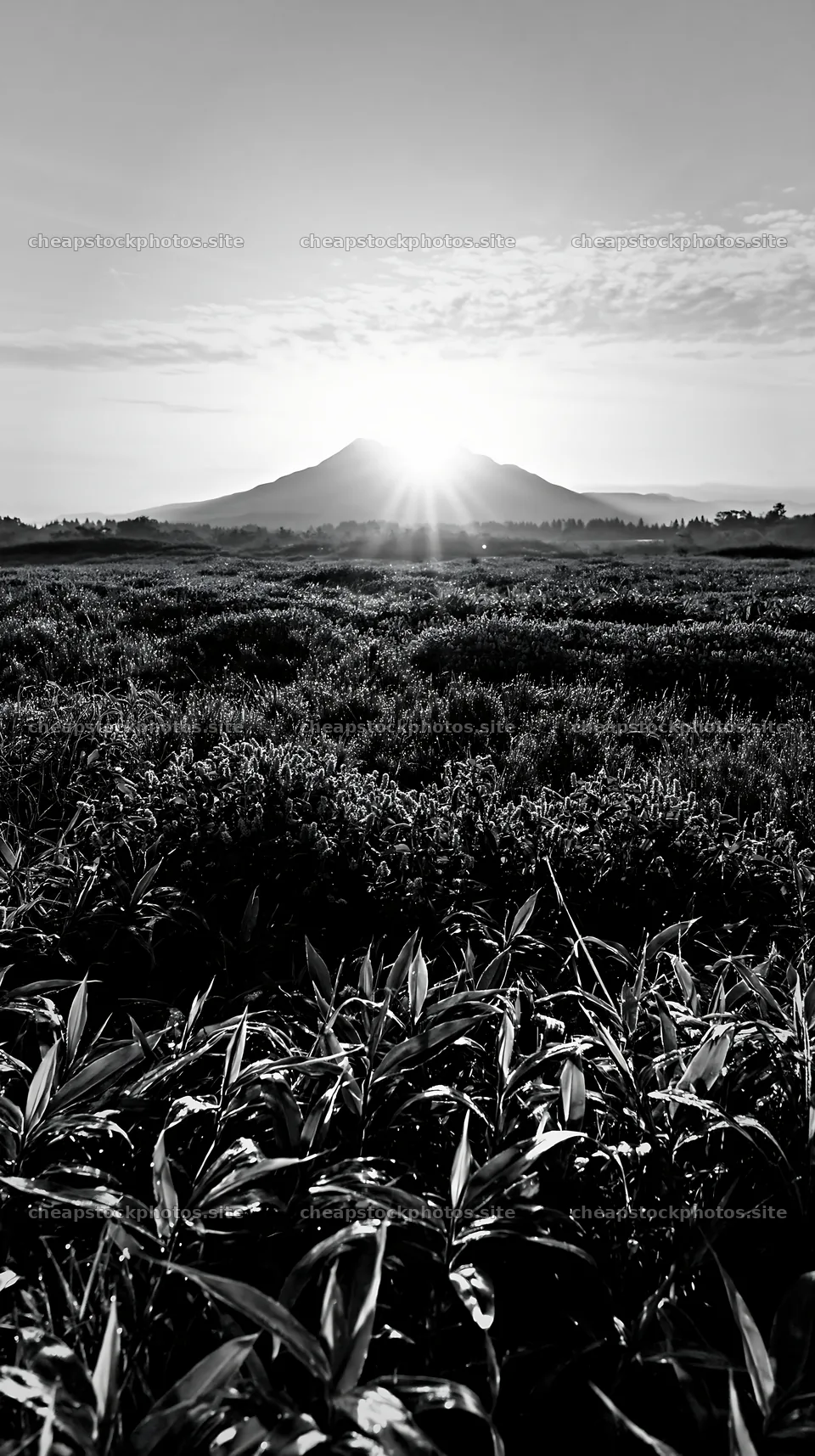 Expansive Hokkaido restoration meadow with dewdrops – stock photos 5938x10608