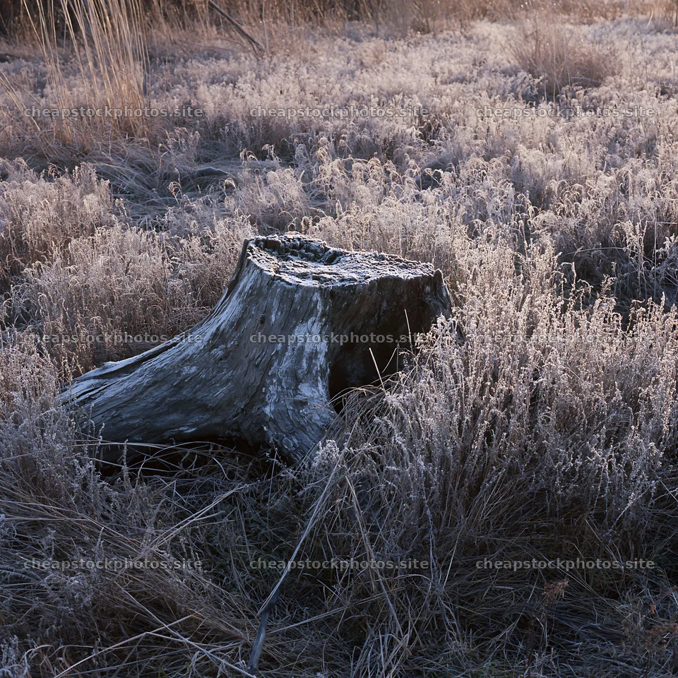 Fukushima native meadow with weathered stump – stock photos 7938x7938