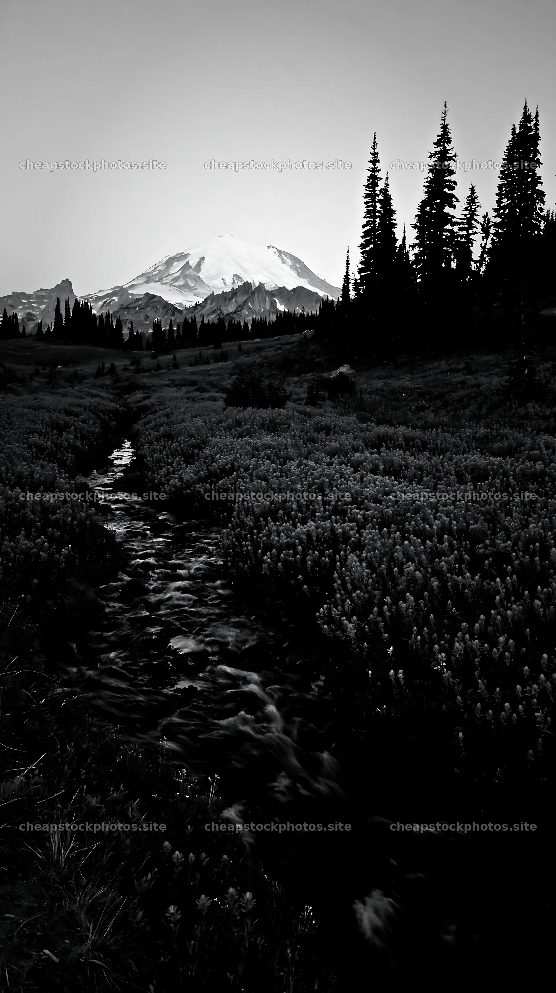 Mount Rainier wildflower meadow sunrise with a stream – stock photos 5938x10608