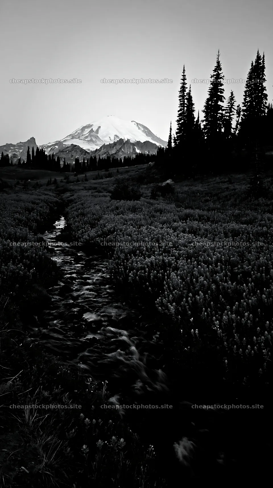 Mount Rainier wildflower meadow sunrise with a stream – stock photos 5938x10608