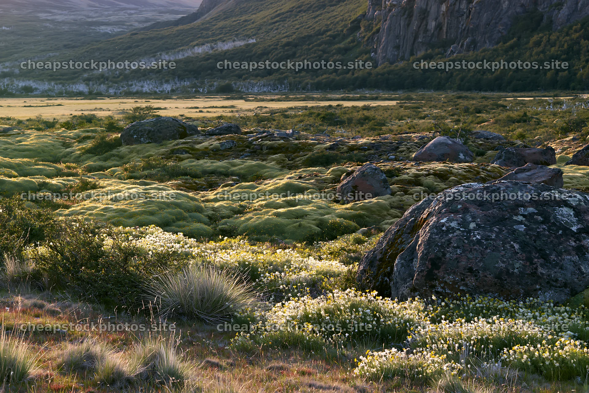 Mossy boulder meadow with stones and flowers in natural setting – stock photos 9722x6480