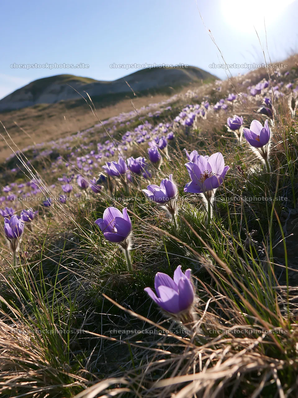 Sunny pasqueflower meadow with purple blooms in spring – stock photos 6866x9174