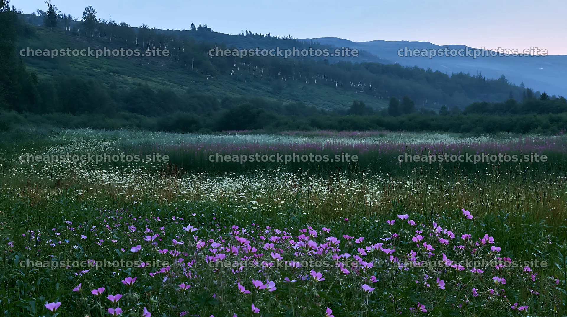 Vibrant flowers in a climate-resilient meadow at dusk – stock photos 10608x5938