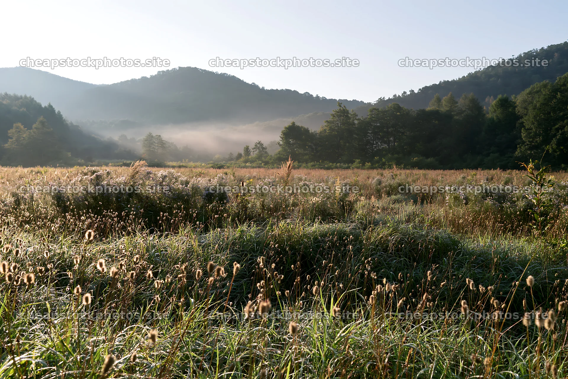 Iwate rain refreshed meadow seedhead foreground – stock photos 9722x6480