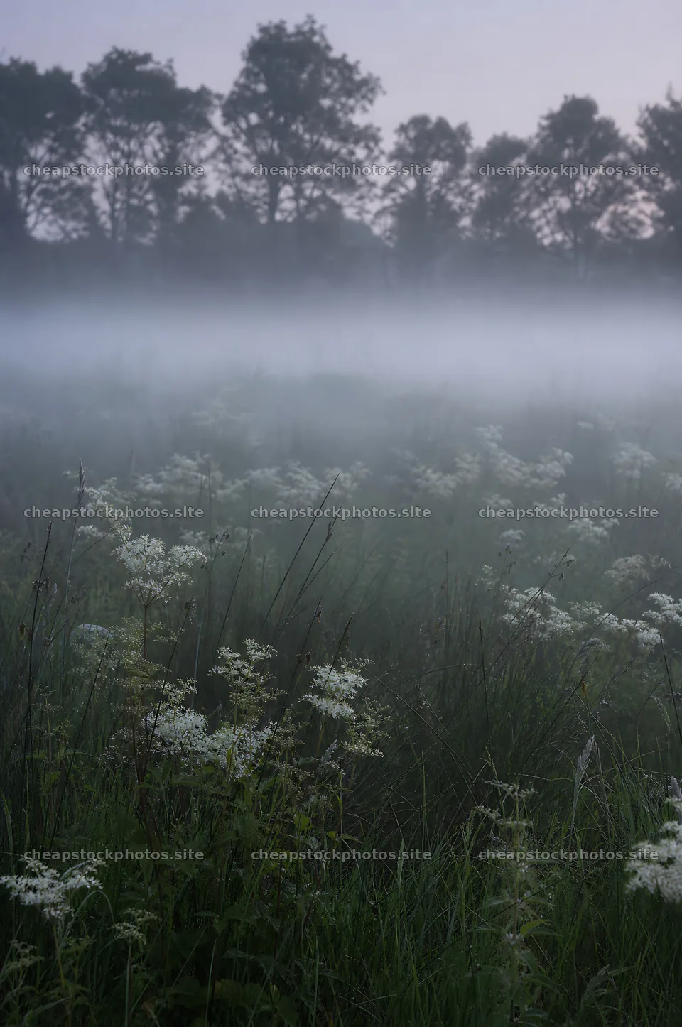 Rewilding meadow with fog and wildflowers in morning light – stock photos 6468x9740