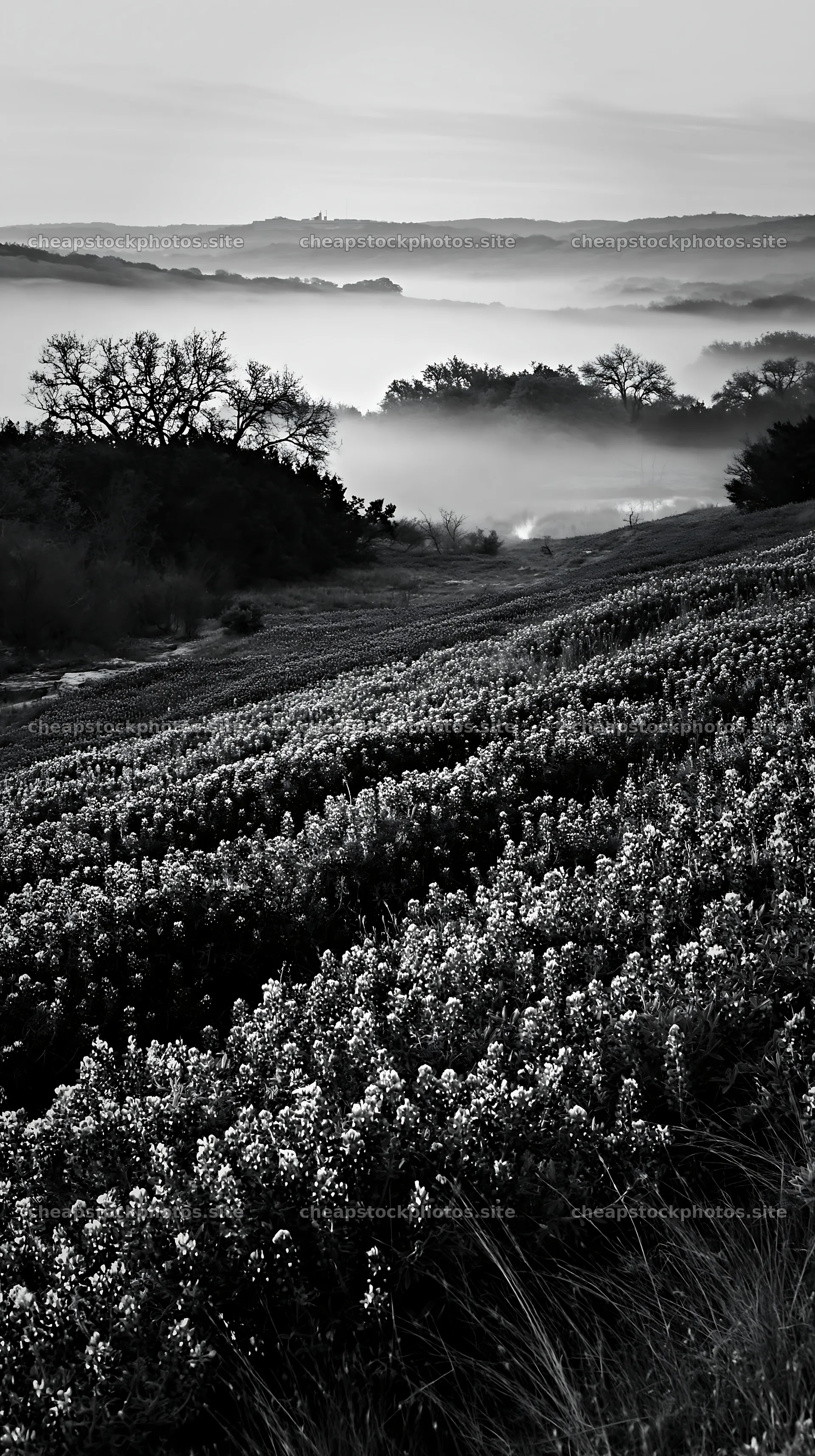 Bluebonnet meadow sunrise over misty hills – stock photos 5938x10608