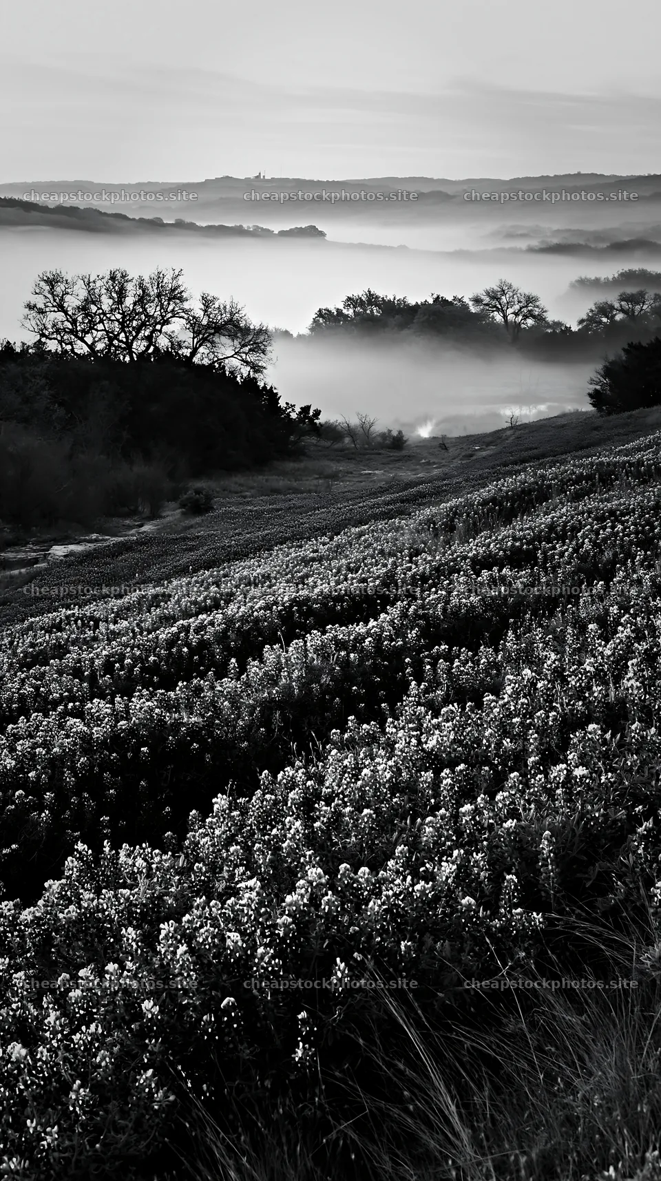 Bluebonnet meadow sunrise over misty hills – stock photos 5938x10608