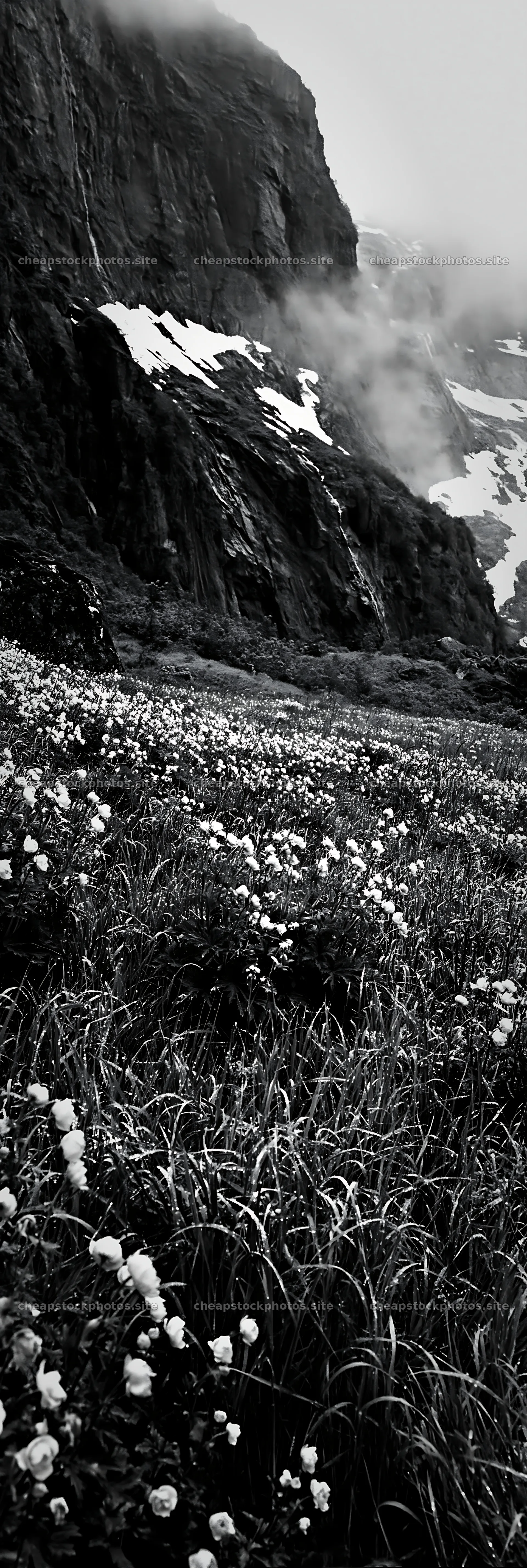 Tall grass meadow with flowers and mountains in the background – stock photos 4602x13690