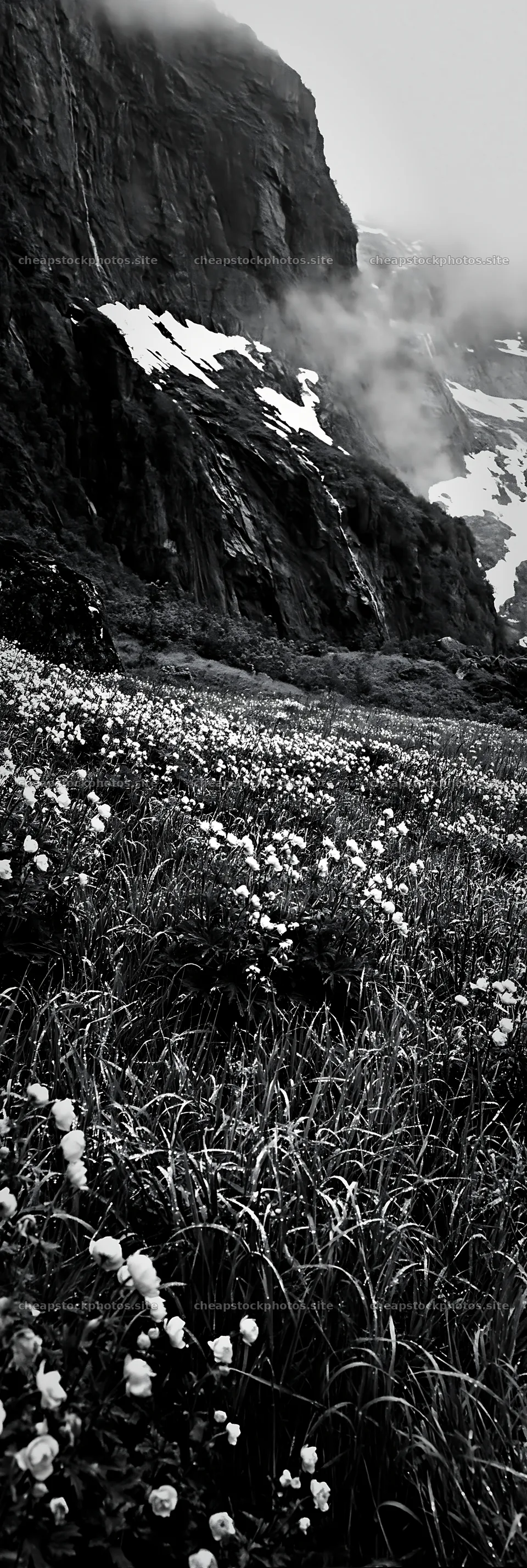 Tall grass meadow with flowers and mountains in the background – stock photos 4602x13690