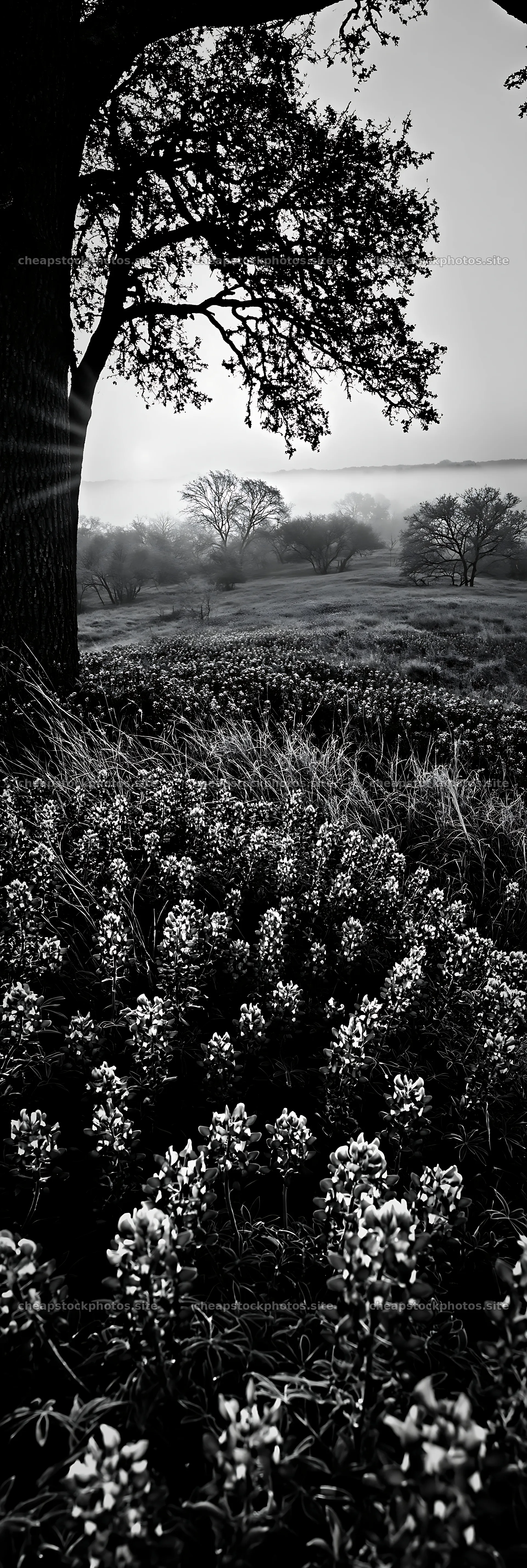 Bluebonnet meadow at sunrise with trees in the background – stock photos 4602x13690