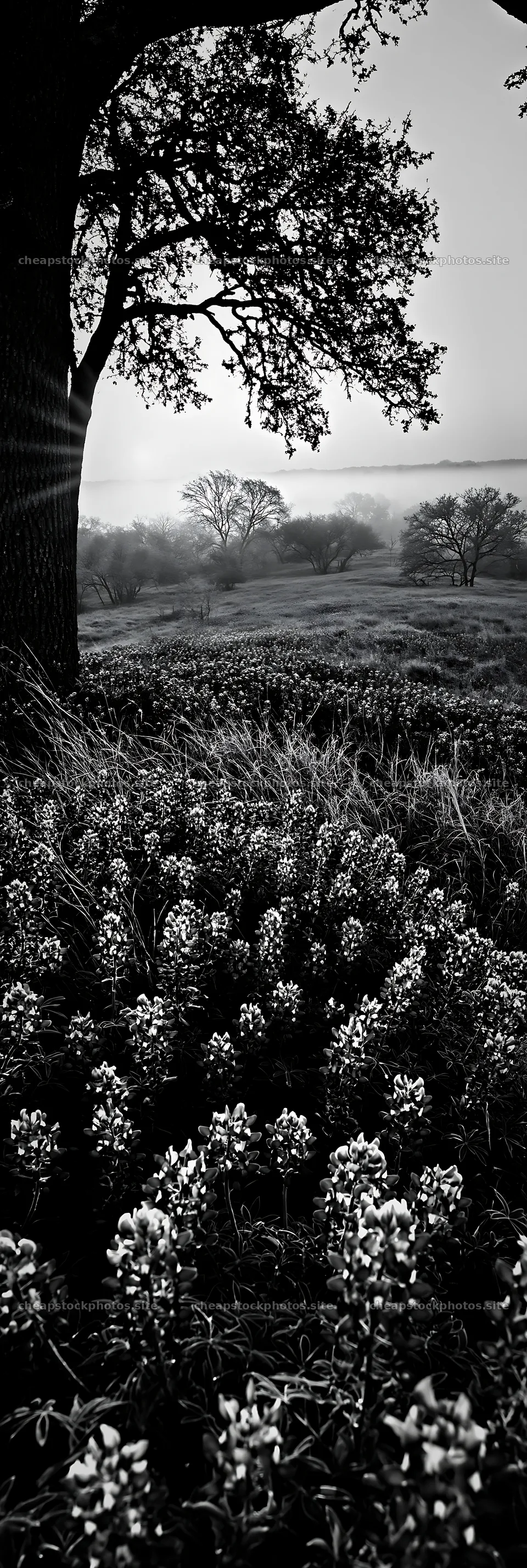 Bluebonnet meadow at sunrise with trees in the background – stock photos 4602x13690